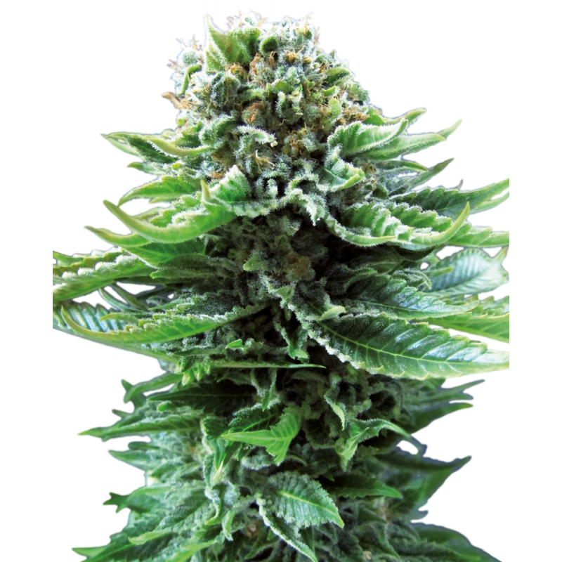 Sensi Seeds Northern Lights Automatic