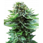 Sensi Seeds Northern Lights Automatic