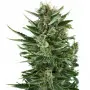 Royal Queen Seeds Quick One Auto