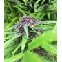 Female Seeds Purple Maroc