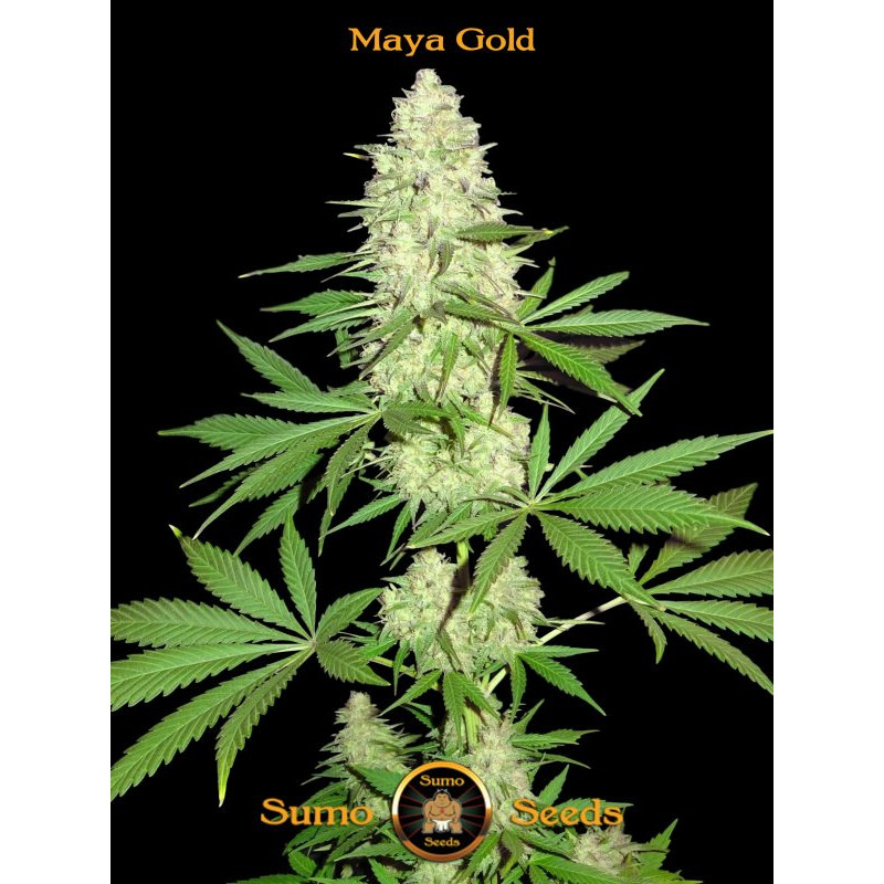 Sumo Seeds Maya Gold - 3 nasiona