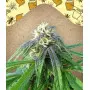 Female Seeds Easy Sativa