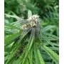 Female Seeds Easy Sativa