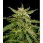 Female Seeds Easy Sativa