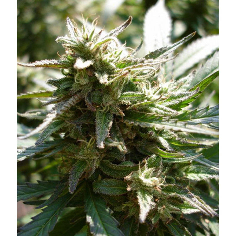 Female Seeds Easy Sativa