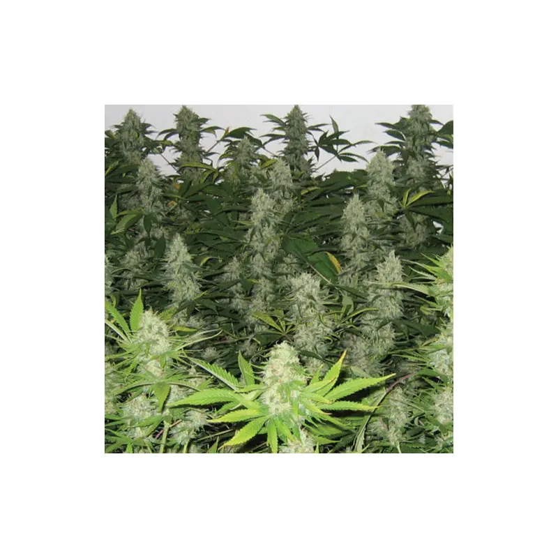 Homegrown Fantaseeds Masterkush - 5 nasion