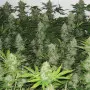 Homegrown Fantaseeds Masterkush - 5 nasion