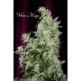 Mandala Seeds White Magic