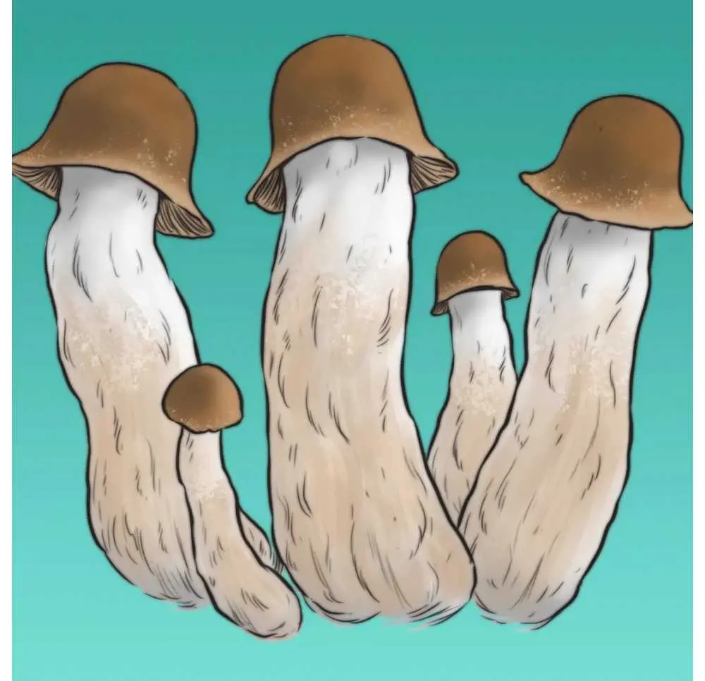 Growkit Penis Envy Full Auto