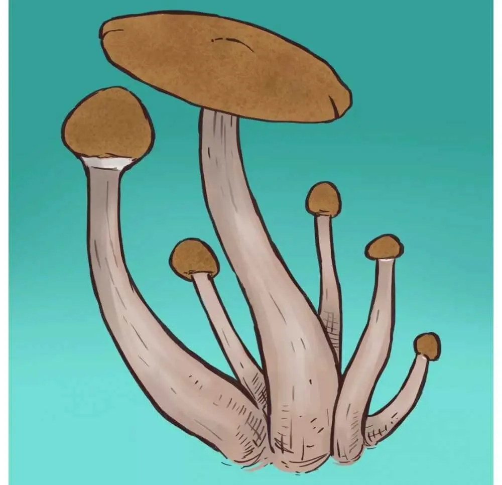 Mazatapec