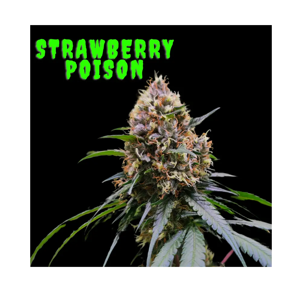Strawberry Poison