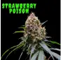 Strawberry Poison