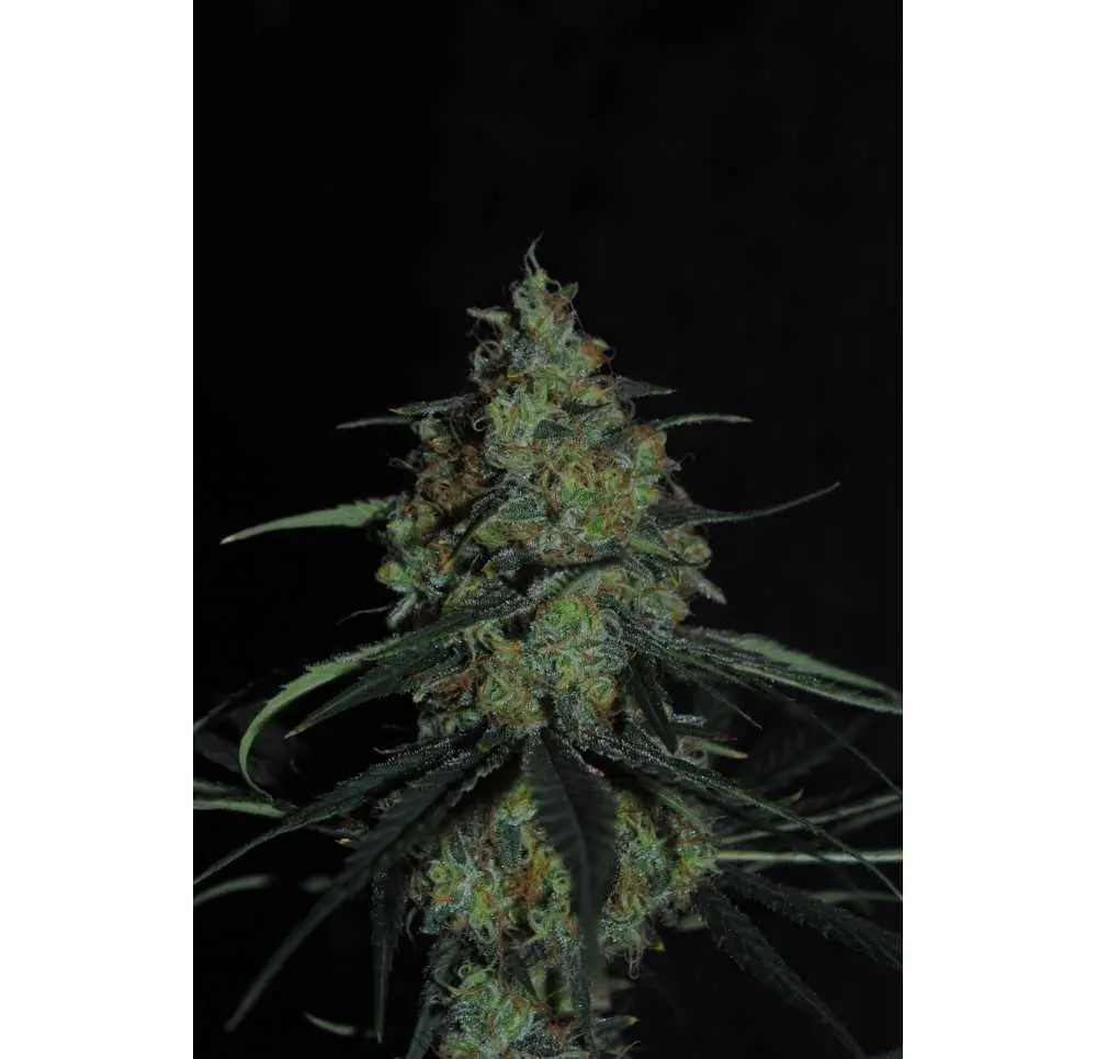 BLUE MANGO CBD S1