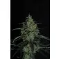 BLUE MANGO CBD S1