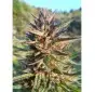 Blue Monkey CBD 10 szt.