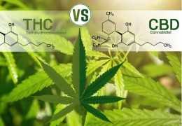 Susz CBD vs susz THC – jakie są różnice i co jest legalne?
