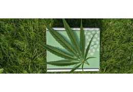 Medyczna marihuana i jej korzyści