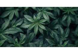 Jaki susz wybrać na początek? CBD/CBG – najczęstsze pytania