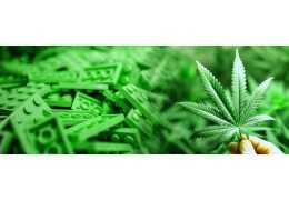 Kiedy wybrać Sativę, a kiedy Indicę – zastosowania terapeutyczne
